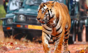 ranthambore