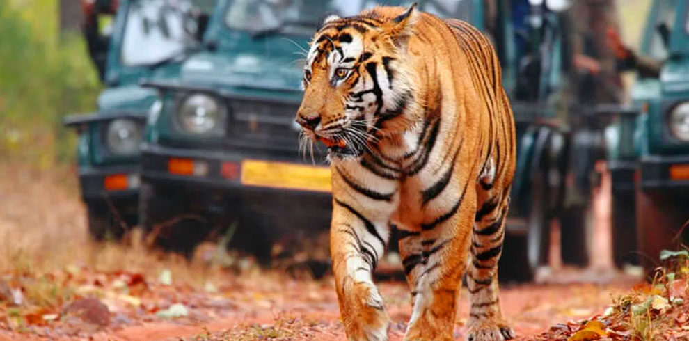 ranthambore
