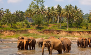 Kerala Packages – 6 Nights / 7 Days