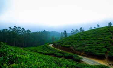 Kerala Packages – 4 Nights / 5 Days